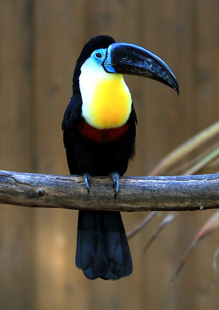 channelbilled toucan
