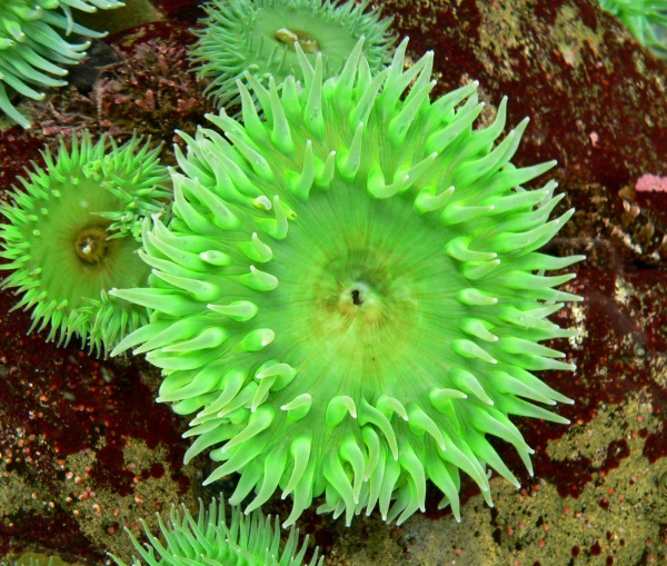 Grüne Riesenanemone