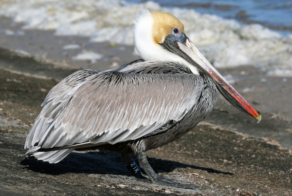 pelican brun