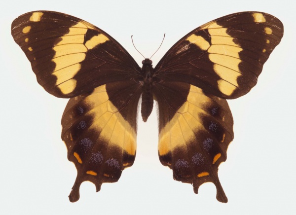 Papilio homerus