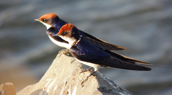 wiretailed swallow