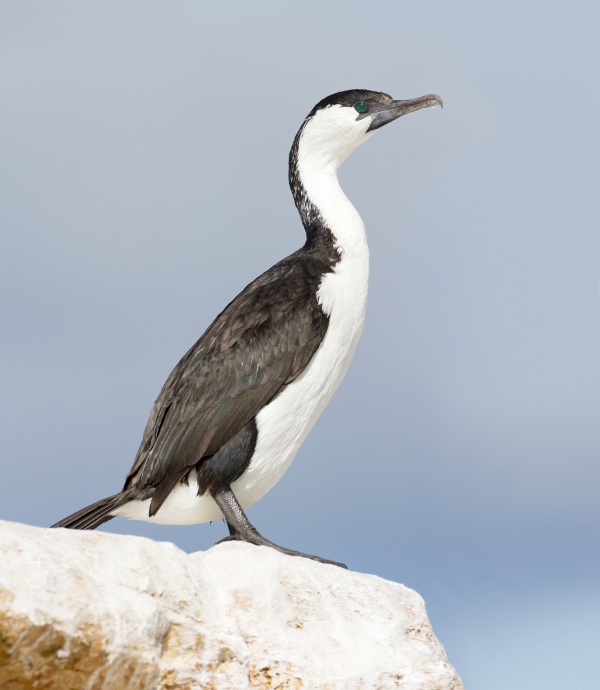 Cormoran de Tasmanie