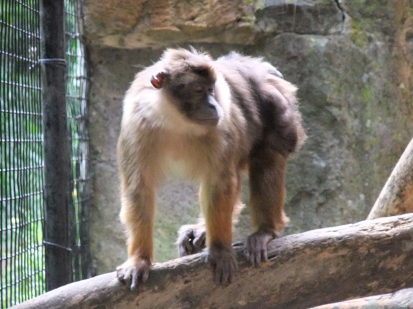 Macaca pagensis