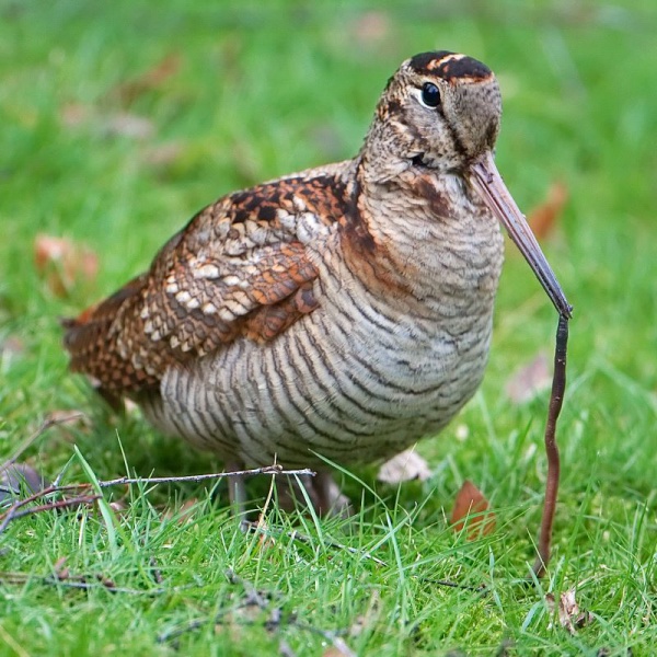 Woodcock