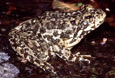 mountain yellowlegged frog