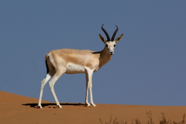 Goitered (Arabian Sand, Persian) Gazelle