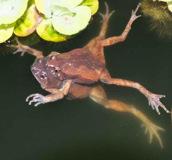 Luzon narrow-mouthed frog