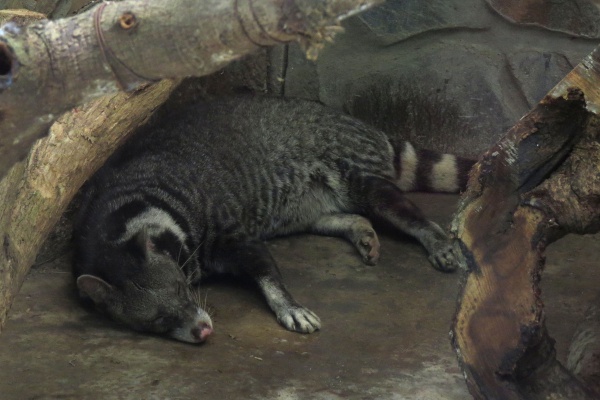 largespotted civet