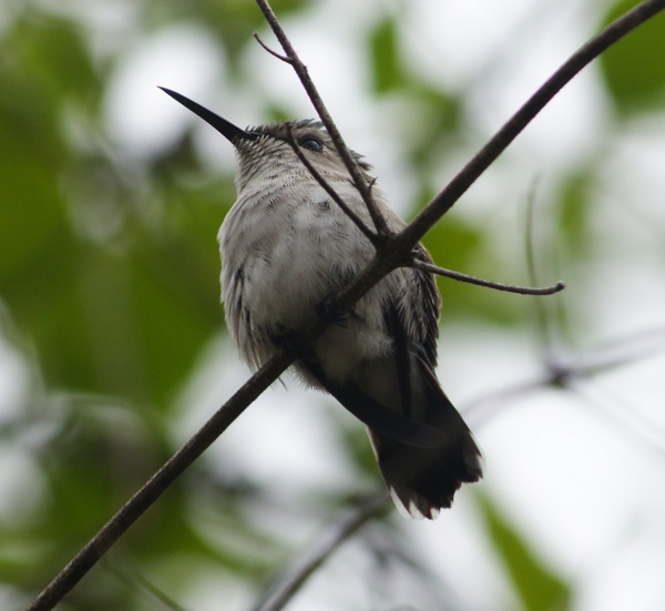 Bee hummingbird