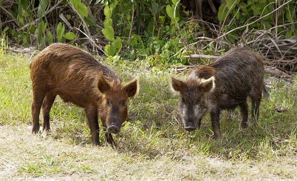 wild boar pig hog