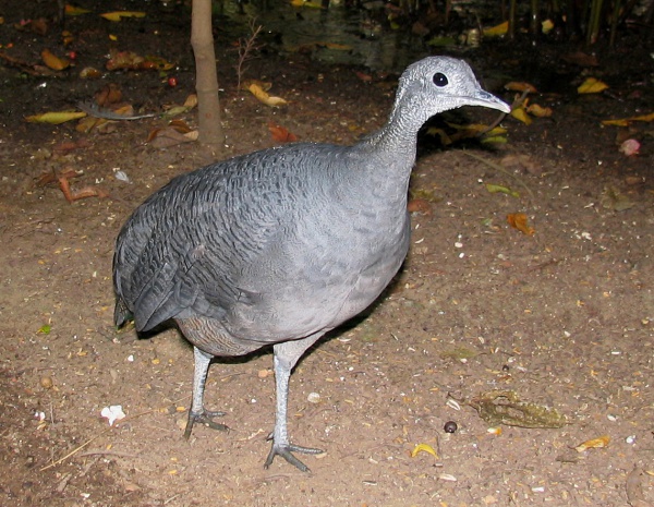 grey tinamou