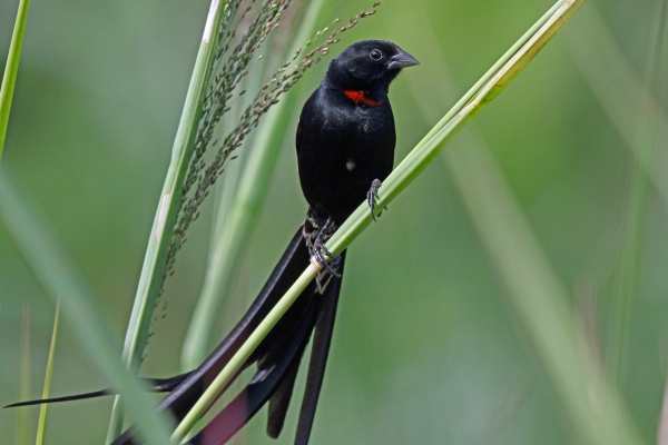 redcollared widowbird