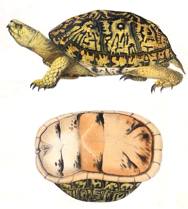 Carolina-Dosenschildkröte