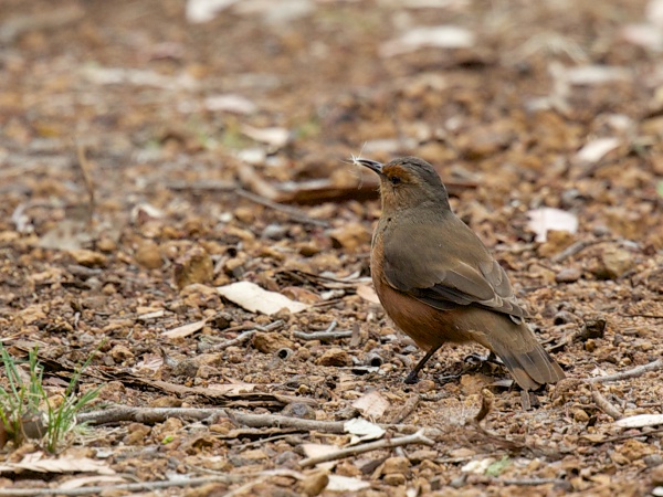 Climacteris rufus