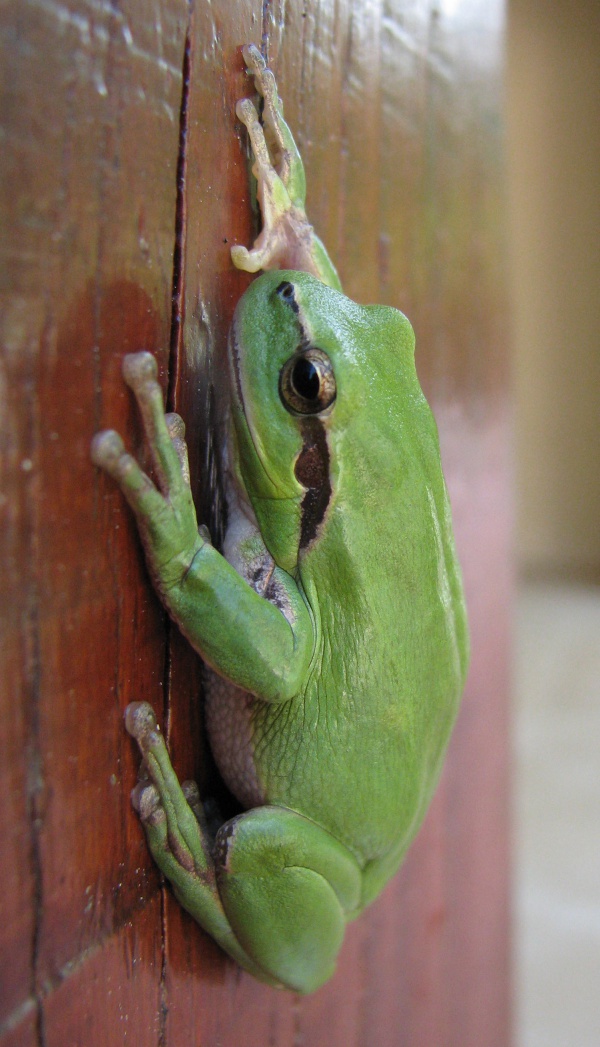 Hyla meridionalis