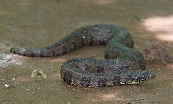 Nerodia taxispilota