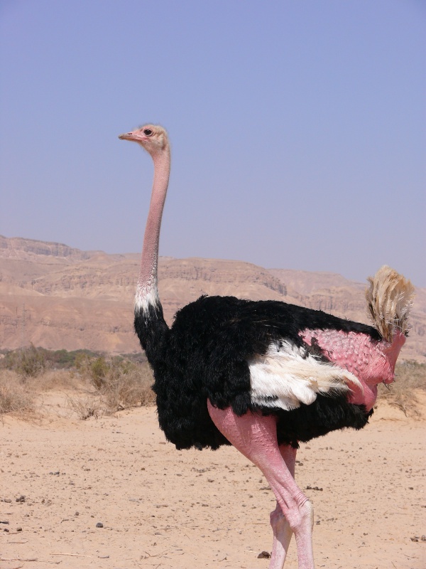north african ostrich