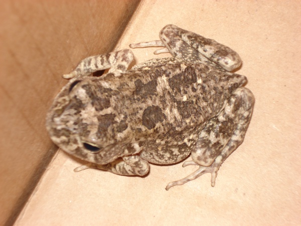 Amietophrynus maculatus