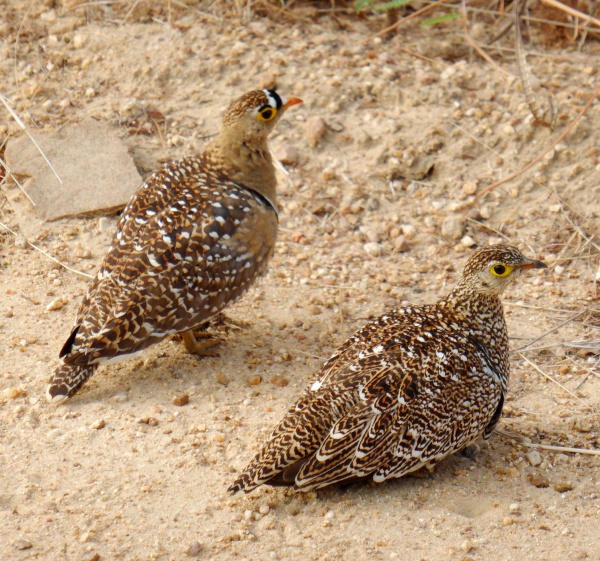 Double-banded sandgrouse