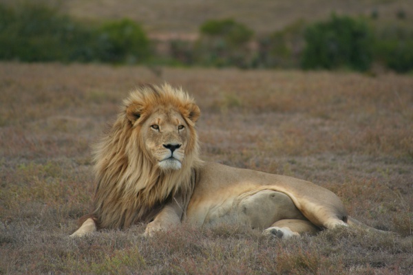 southern african lion