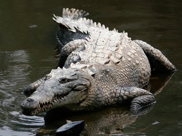 crocodile americain