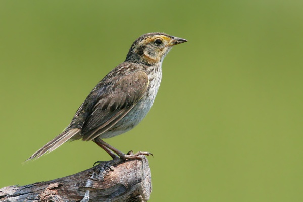 Bruant à queue aiguë