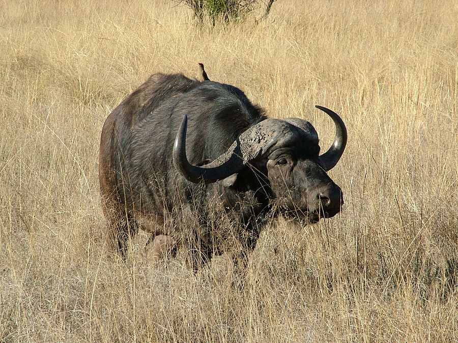 cape african buffalo bushcow
