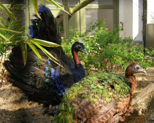 Afropavo congensis