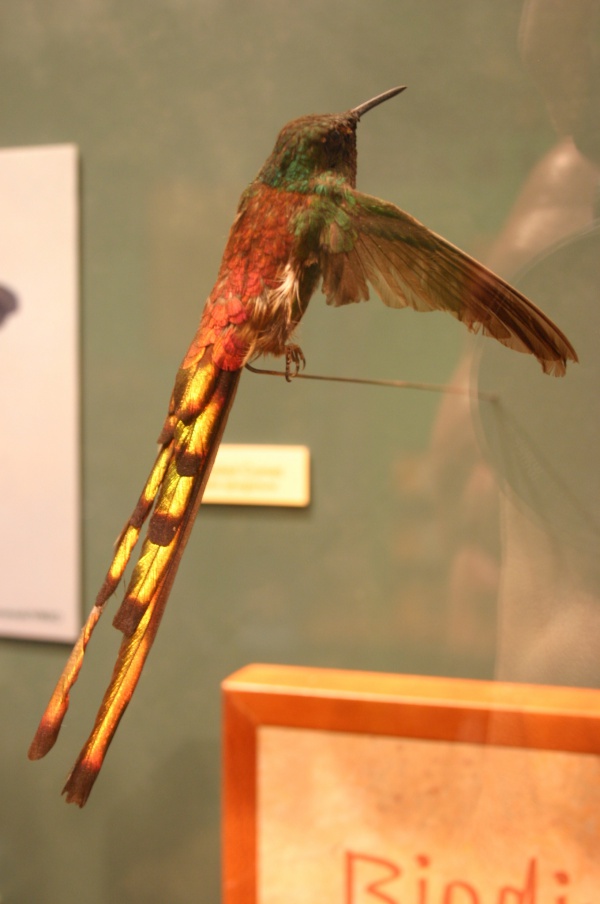Colibri sapho