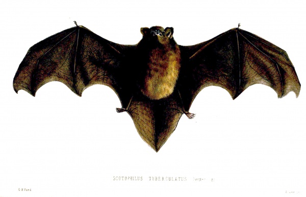 New Zealand long-tailed bat