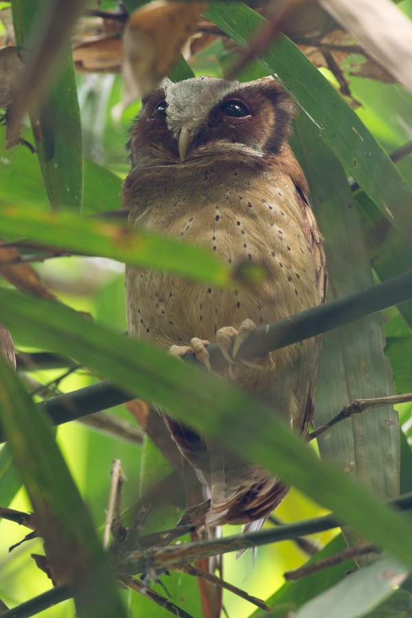 whitefronted scops owl