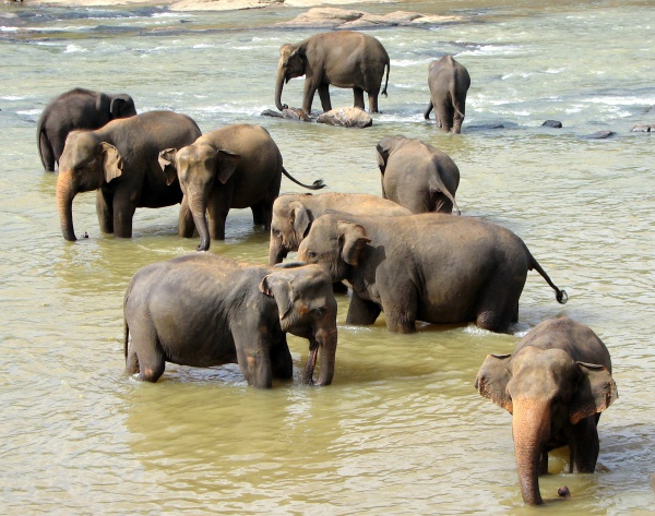 Éléphant du Sri Lanka