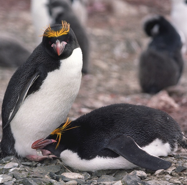 pingwin zlotoczuby