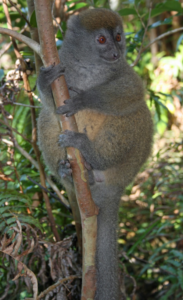 Gray Gentle Lemur