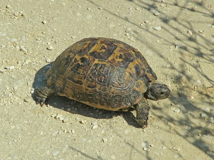 Żółw śródziemnomorski