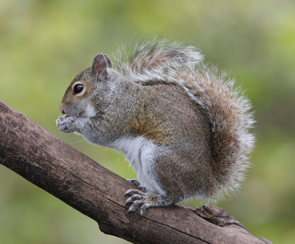 Sciurus carolinensis