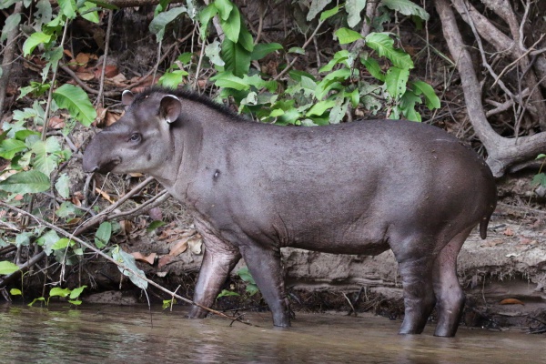 tapir du bresil