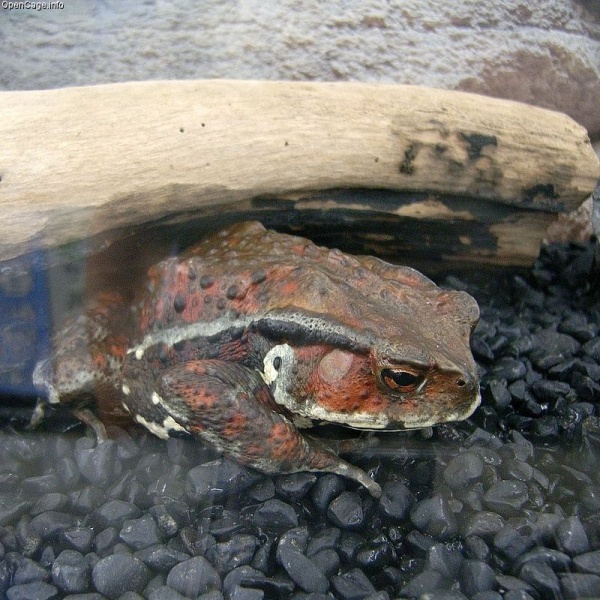 Japanische Erdkröte