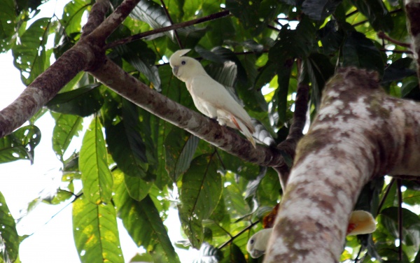 Kakadu filipińska