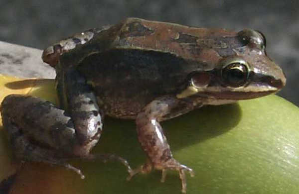 Günther's White-lipped Frog