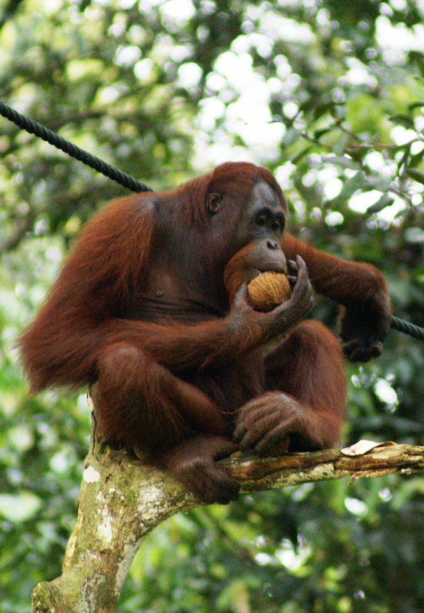 Orang-Utans