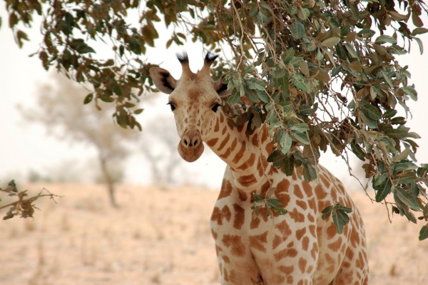 giraffa camelopardalis peralta