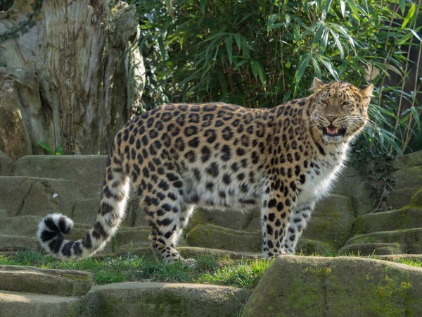 leopard de lamour