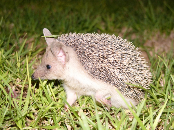 longeared hedgehog