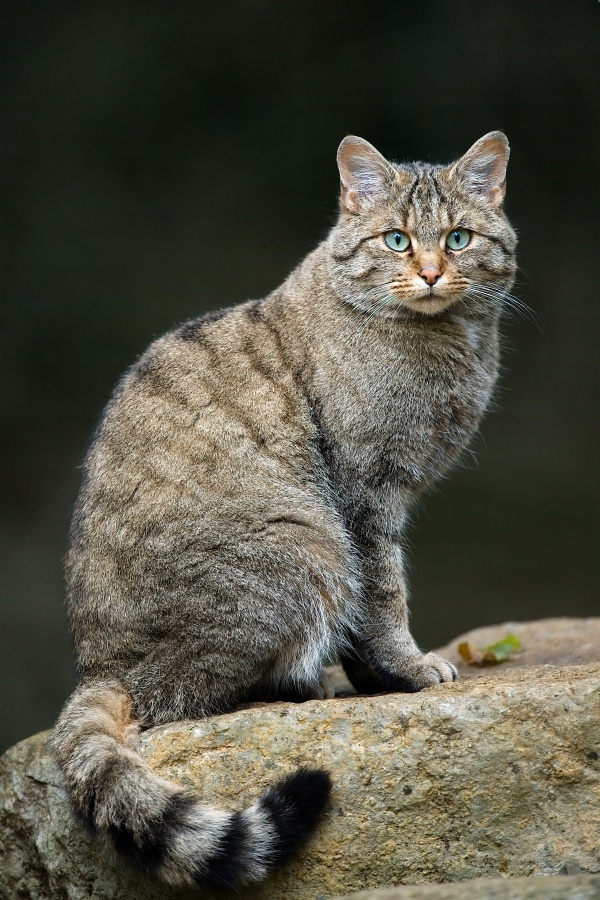 European wildcat