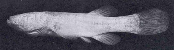 Northern cavefish