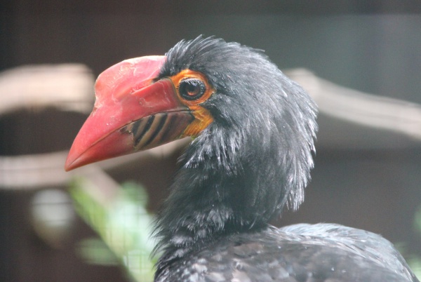 Mindanao hornbill