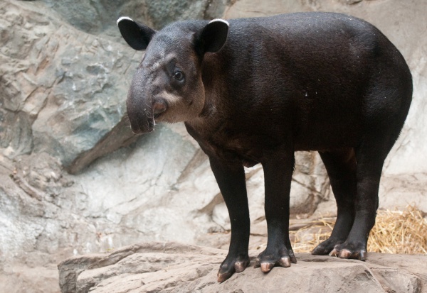 Tapir de Baird