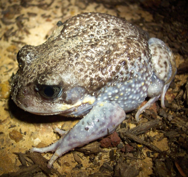 Giant burrowing frog