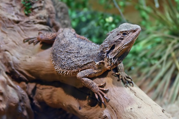 Bearded Dragon